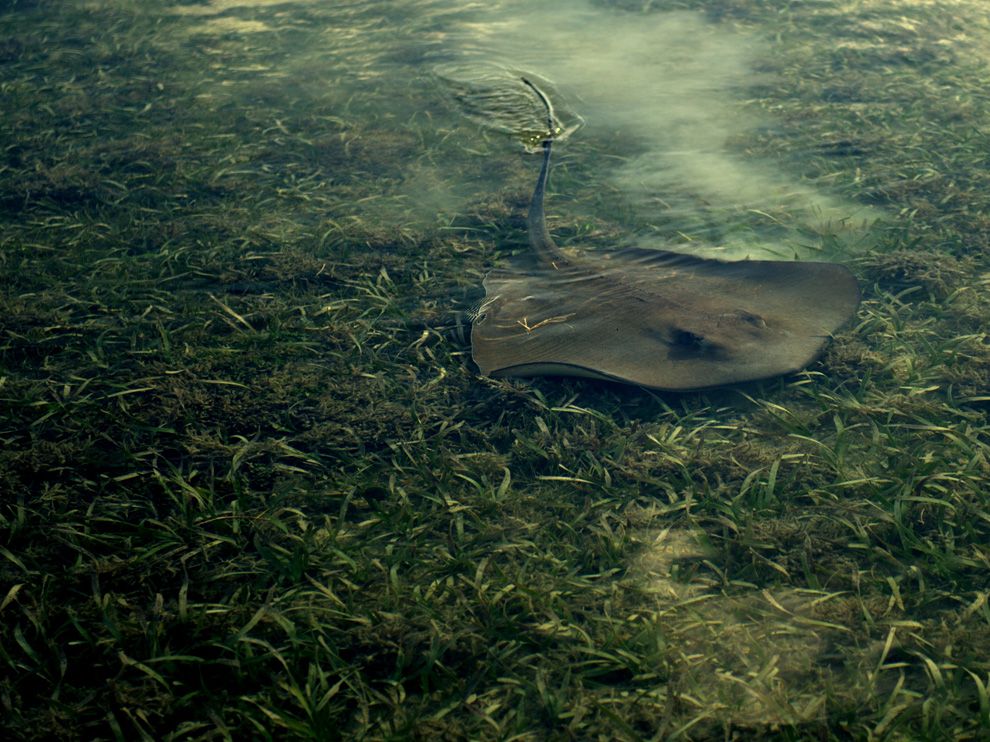 Photo: A sting ray swimming in grass flats